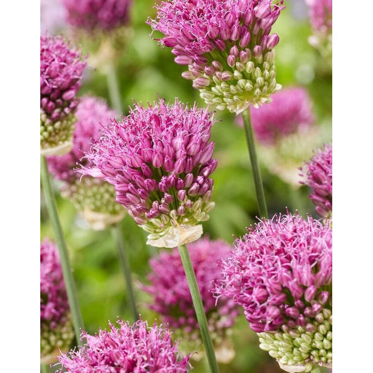 Allium 'Sphaerocephalon' 20-pack